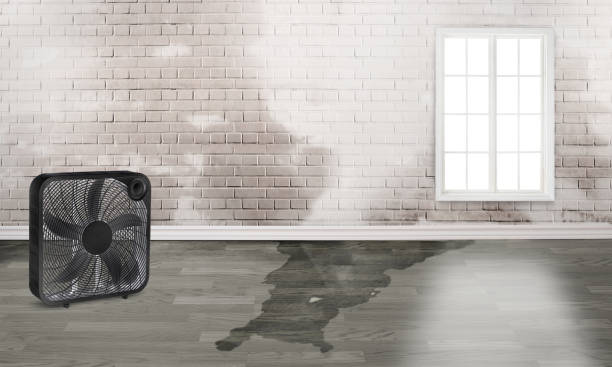 Best 24-hour water damage restoration  in Dupont, WA